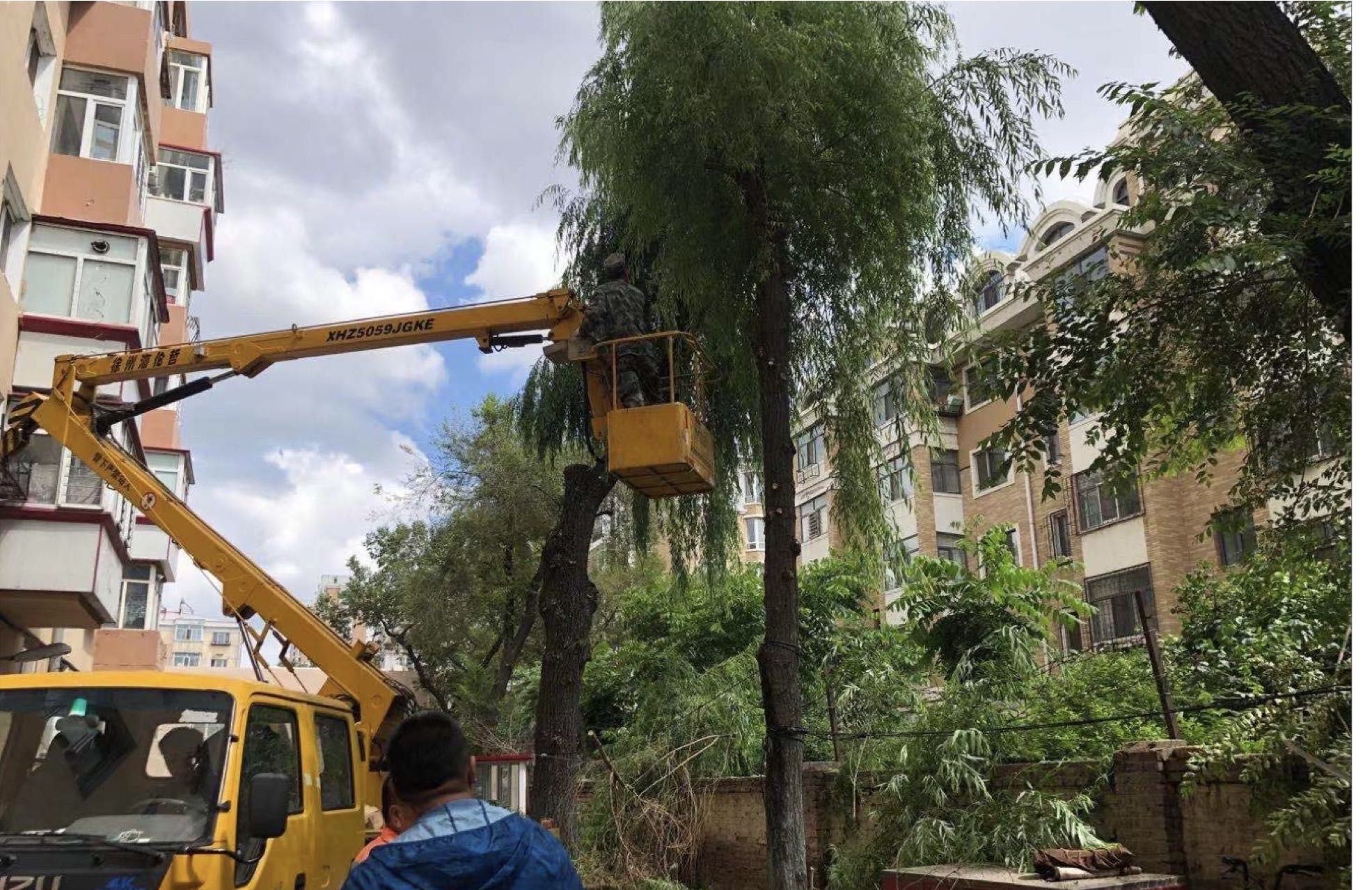 小區將對部分過高的樹木修剪